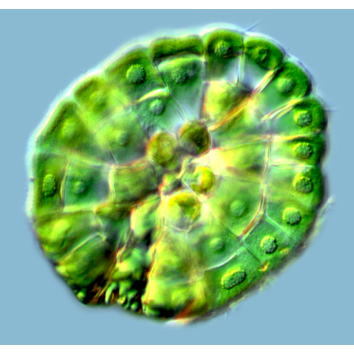 Класс Колеохетофициевые водоросли фото