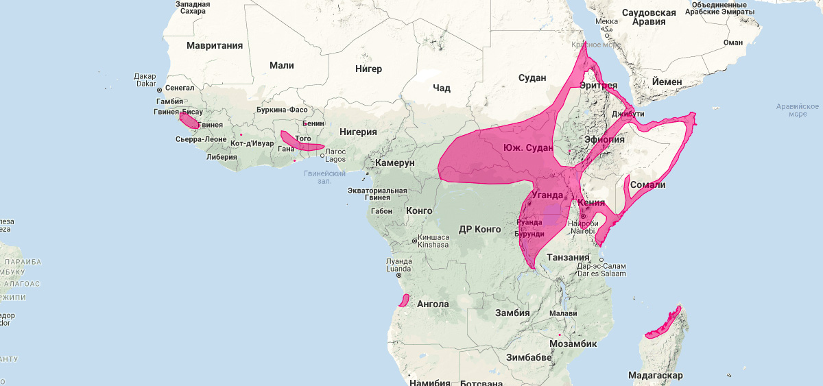 Африканский мешкокрыл (Coleura afra) Ареал обитания на карте