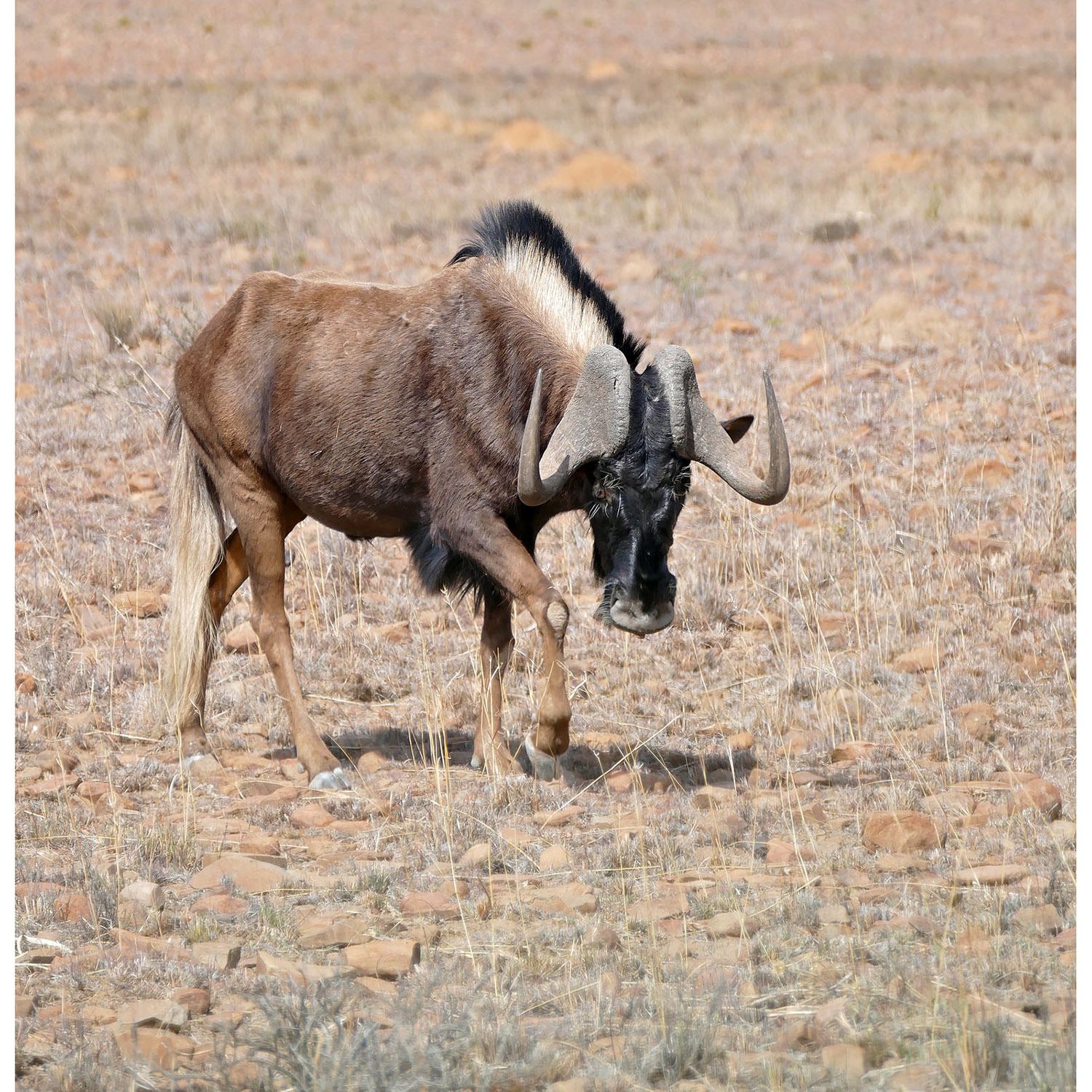 Connochaetes gnou Фото №4