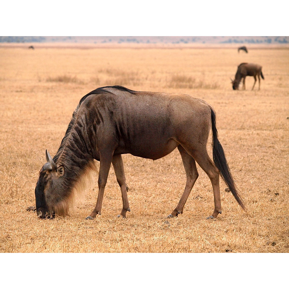 Connochaetes taurinus Фото №2