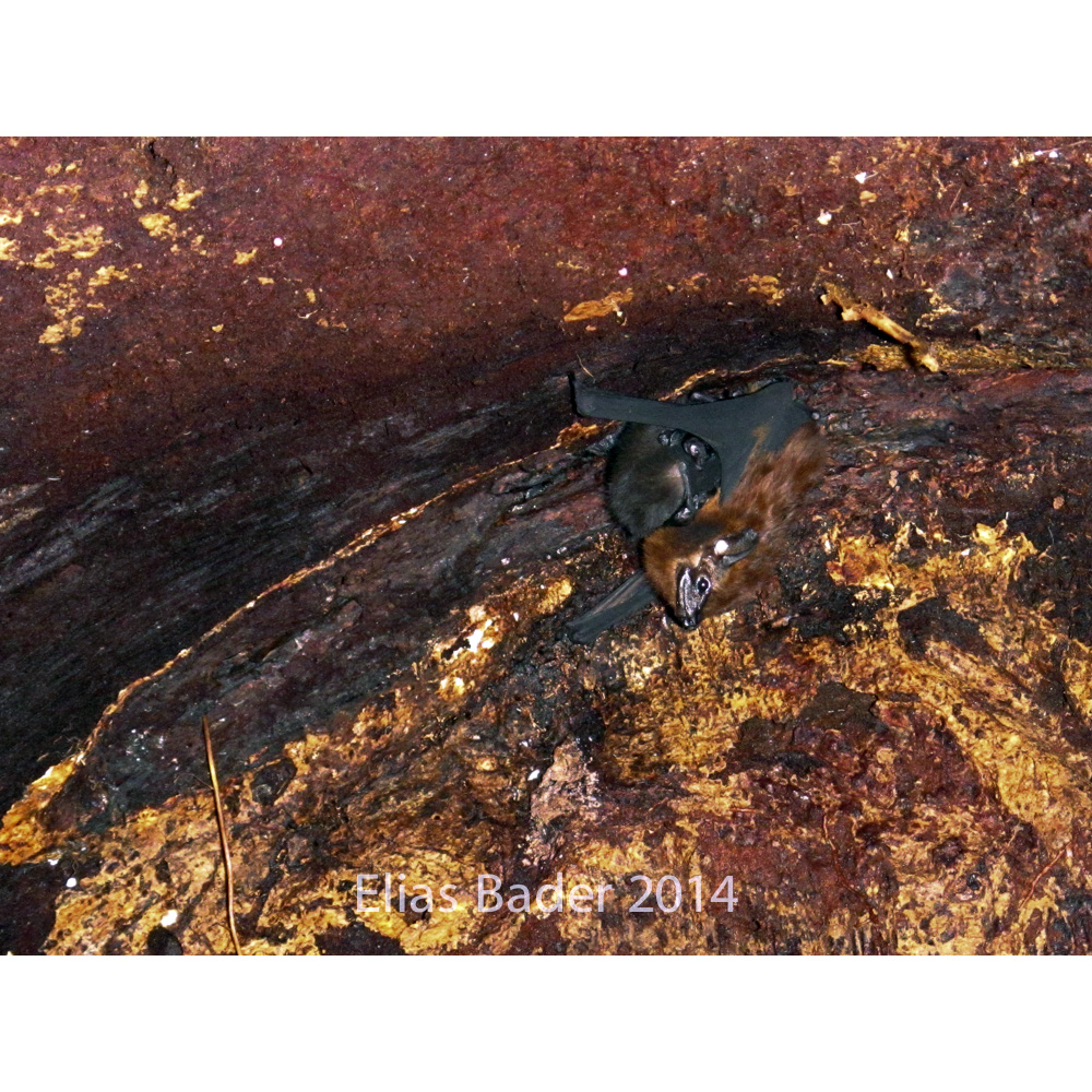 Короткомордый мешкокрыл (Cormura brevirostris) Фото №8