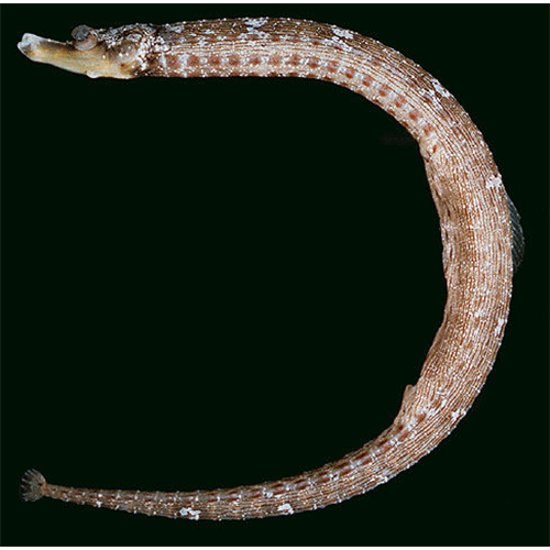 Род Cosmocampus фото