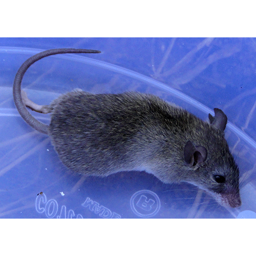 Род Южноиндийские крысы  фото