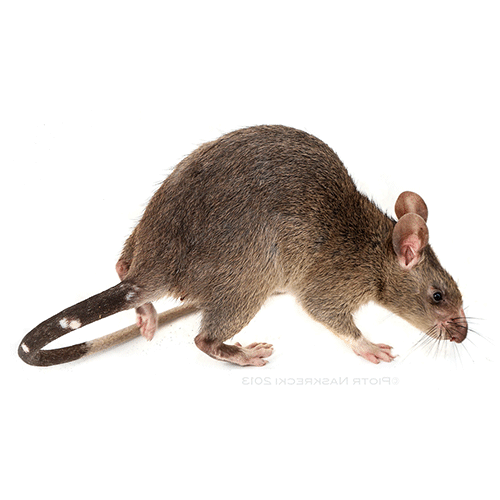 Род Хомяковые крысы  фото