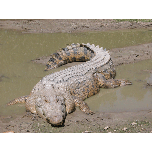 Отряд Крокодилы фото