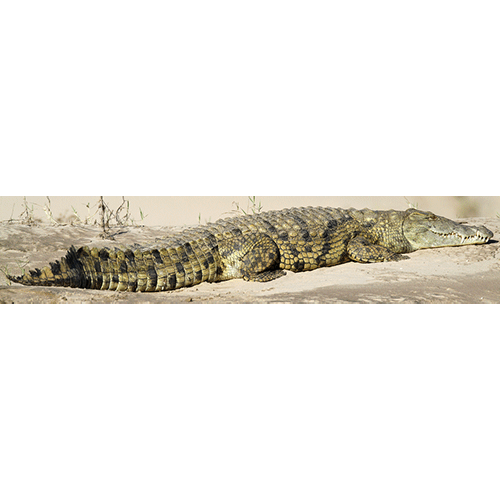  Род Настоящие крокодилы  фото