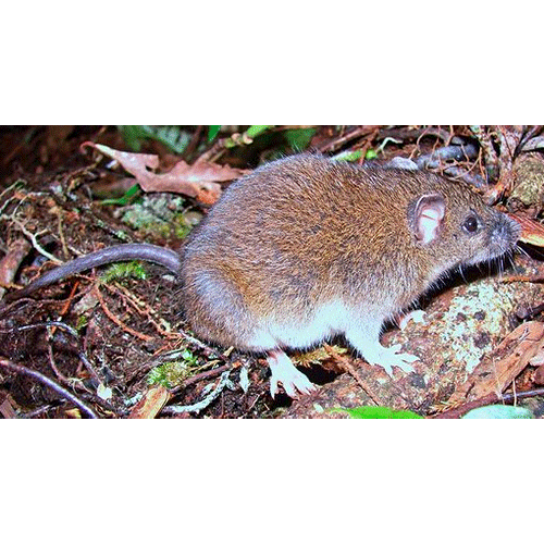 Род Филиппинские болотные мыши  фото