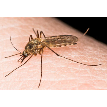 Семейство Комары / Настоящие комары / Кровососущие комары фото