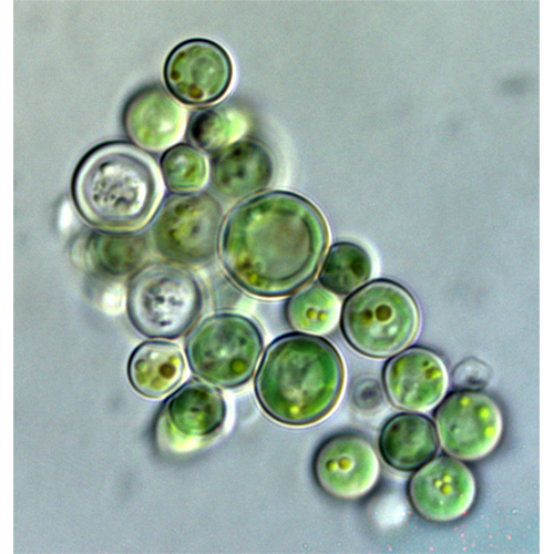 Класс Цианидиофициевые водоросли фото