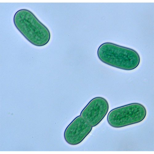 Тип Цианобактерии / Синезелёные водоросли / Цианеи фото