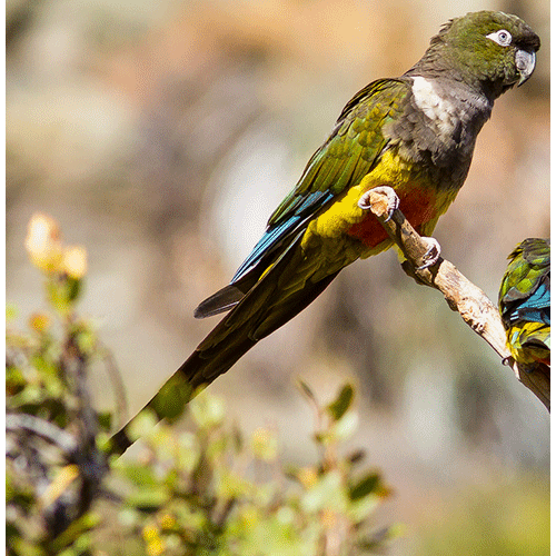  Род Патагонские попугаи  фото