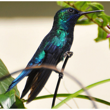 Род Двухцветные колибри  фото