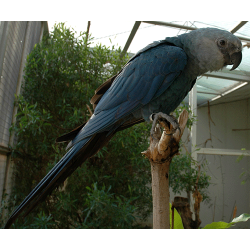  Род Голубые ара  фото