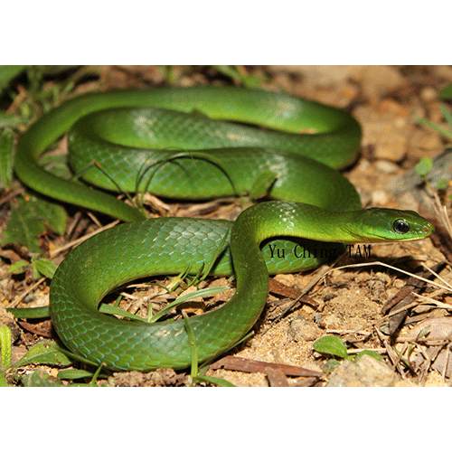  Род Циклофиопсы / Китайские зеленые змеи  фото