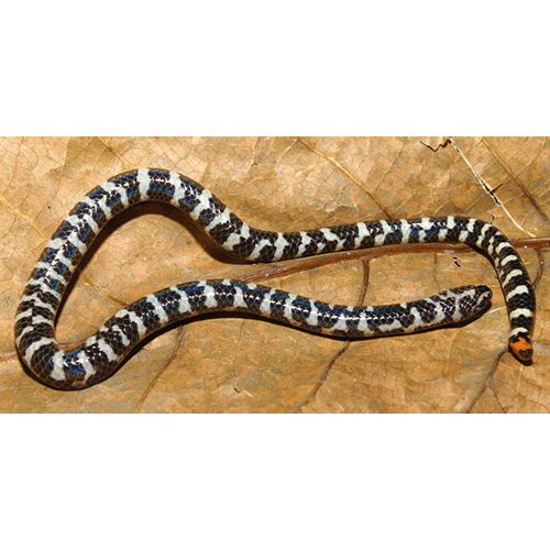  Род Цилиндрические змеи  фото
