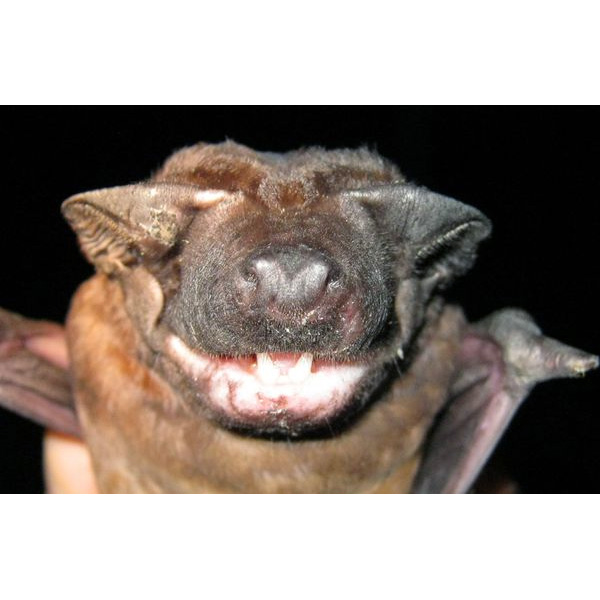 Cinnamon Dog-Faced Bat (Cynomops abrasus) Фото №2