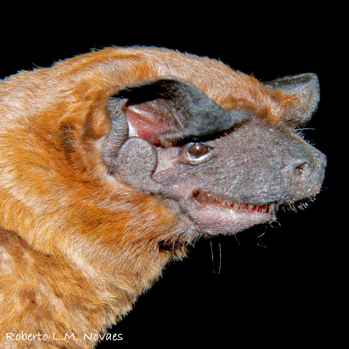 Cinnamon Dog-Faced Bat (Cynomops abrasus) Фото №3