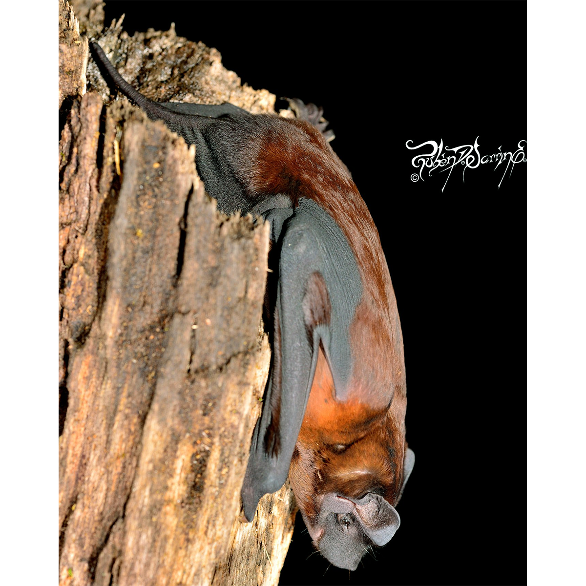 Cinnamon Dog-Faced Bat (Cynomops abrasus) Фото №1