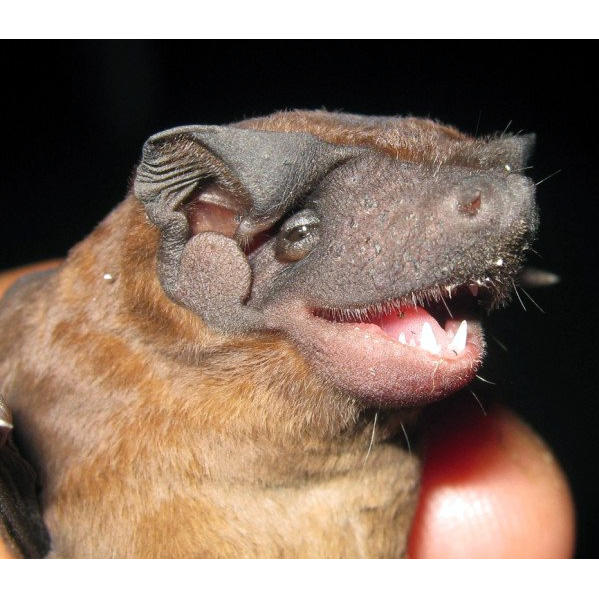Greenhall's Dog-Faced Bat (Cynomops greenhalli) Фото №2