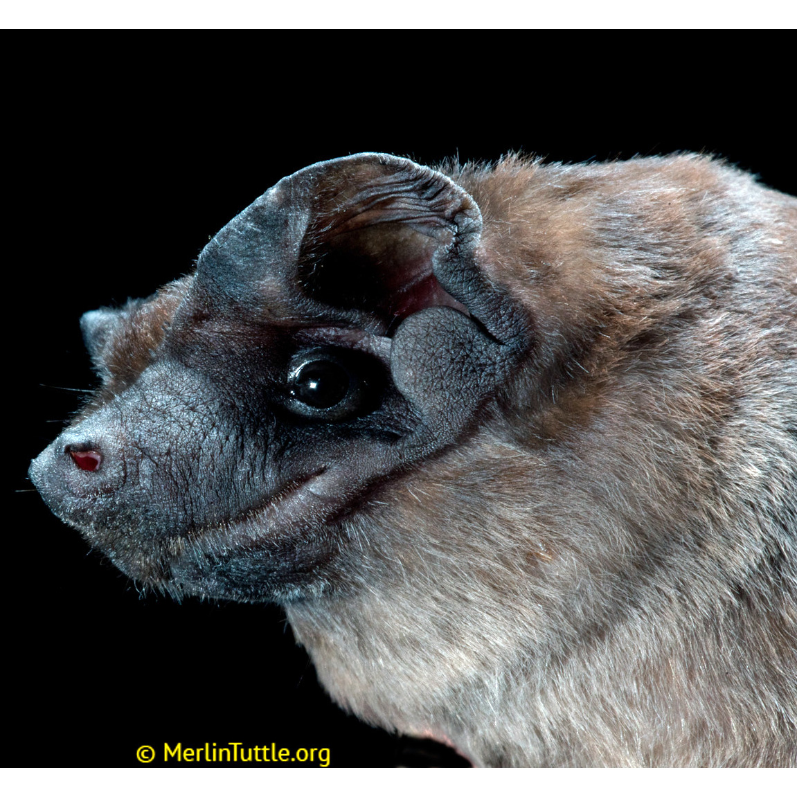 Greenhall's Dog-Faced Bat (Cynomops greenhalli) Фото №3