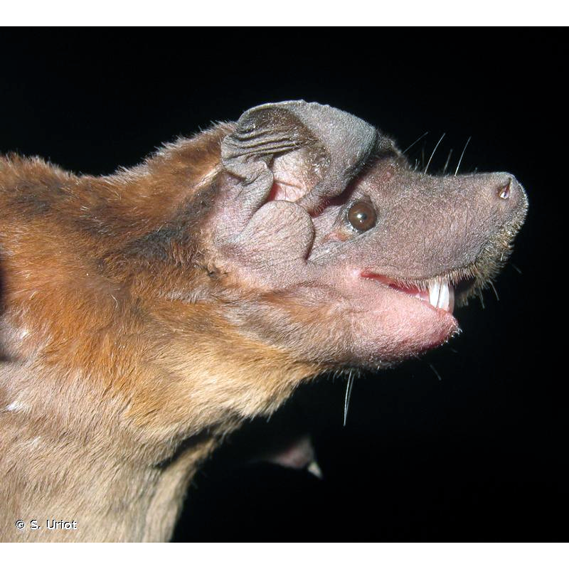 Greenhall's Dog-Faced Bat (Cynomops greenhalli) Фото №1