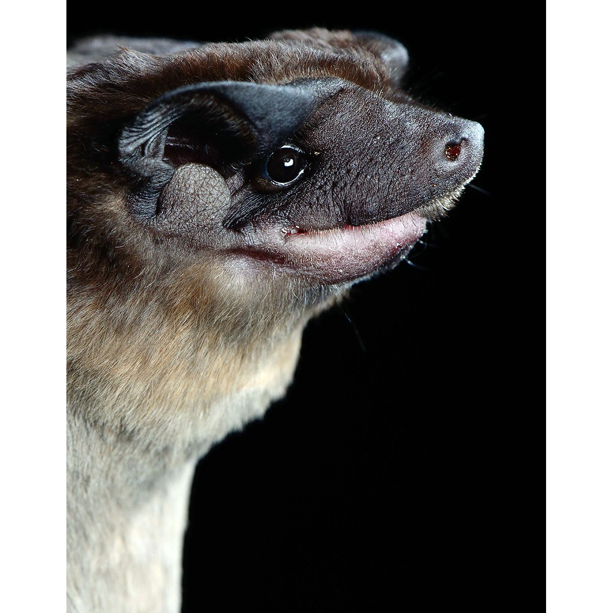 Mexican Dog-Faced Bat (Cynomops mexicanus) Фото №10