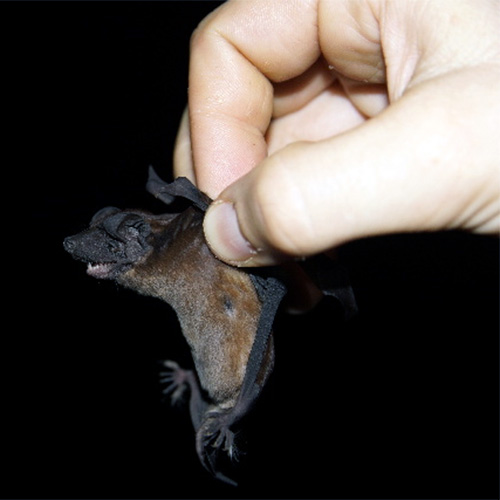 Mexican Dog-Faced Bat (Cynomops mexicanus) Фото №3