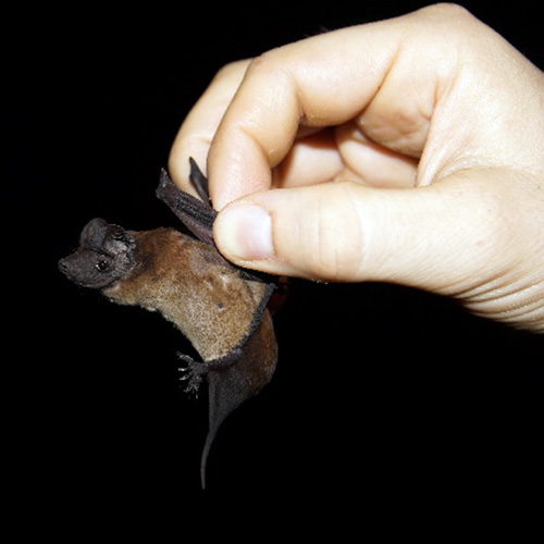 Mexican Dog-Faced Bat (Cynomops mexicanus) Фото №4