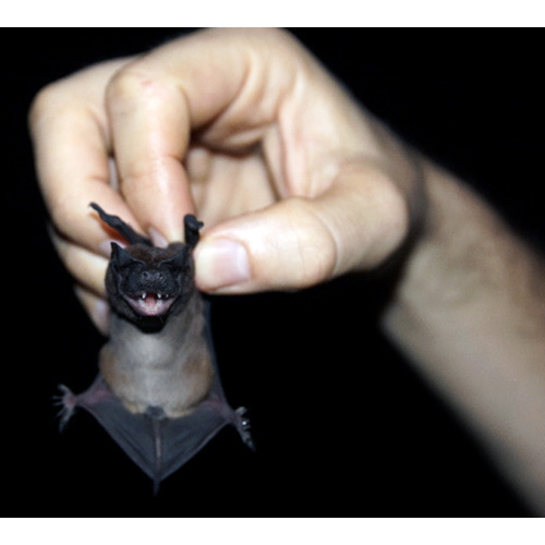 Mexican Dog-Faced Bat (Cynomops mexicanus) Фото №5