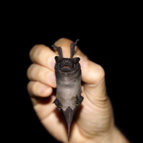 Mexican Dog-Faced Bat (Cynomops mexicanus) Фото №6