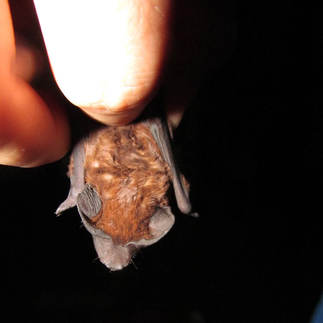 Mexican Dog-Faced Bat (Cynomops mexicanus) Фото №7