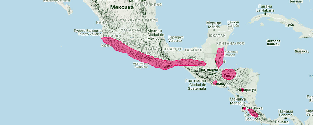 Mexican Dog-Faced Bat (Cynomops mexicanus) Ареал обитания на карте