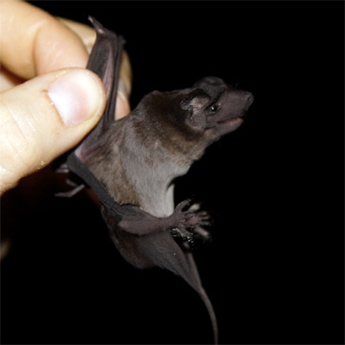 Mexican Dog-Faced Bat (Cynomops mexicanus) Фото №1