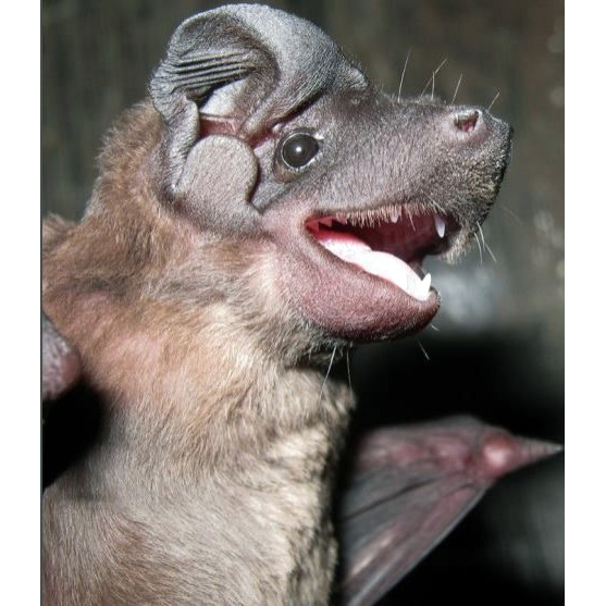 Brown Dog-Faced Bat (Cynomops paranus) Фото №2