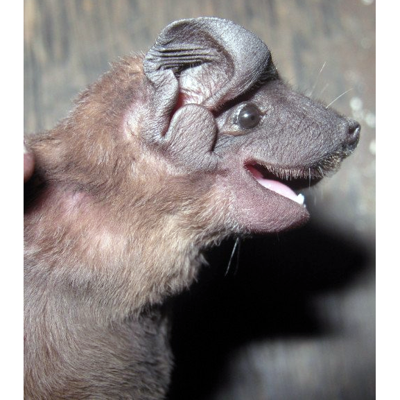 Brown Dog-Faced Bat (Cynomops paranus) Фото №1