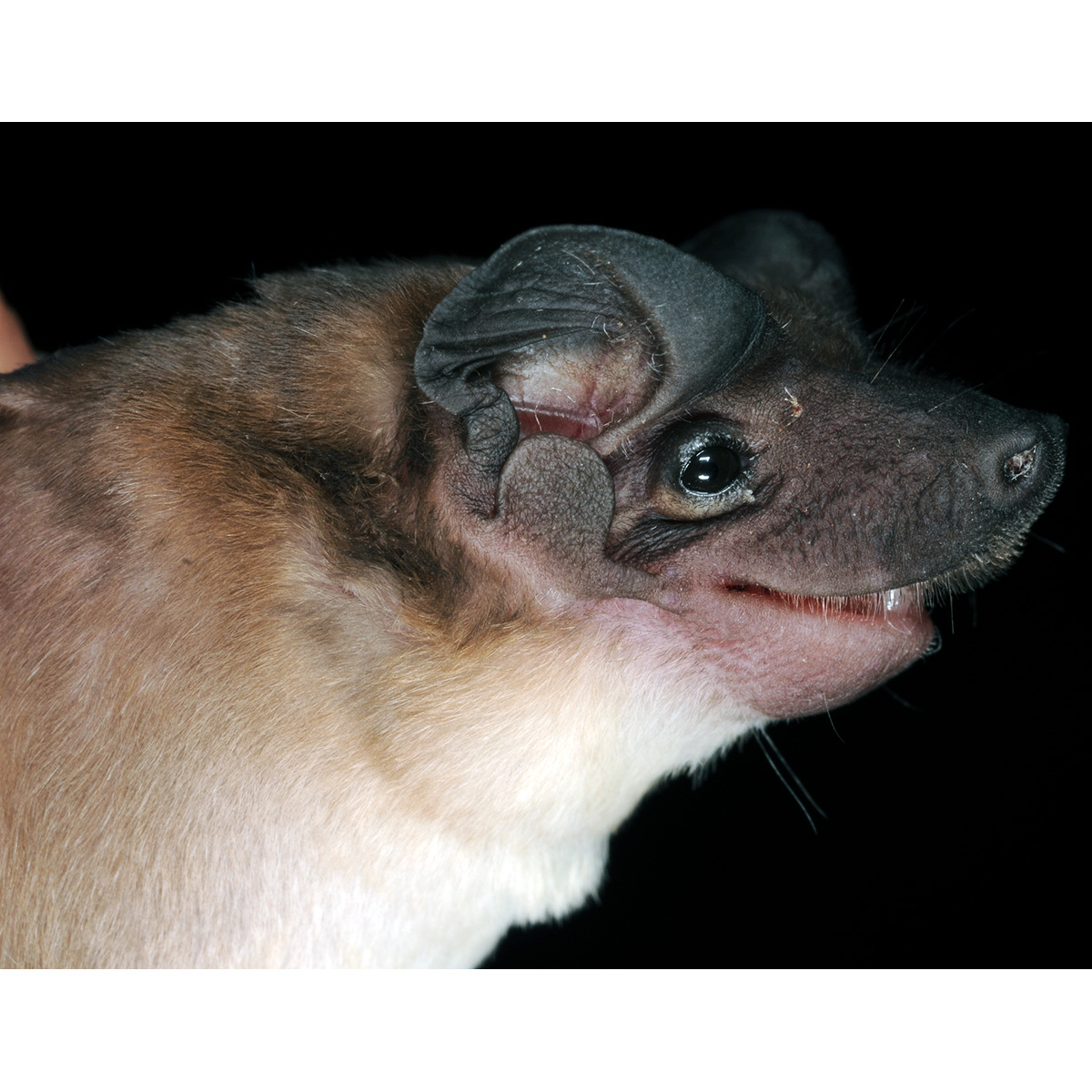 Southern Dog-Faced Bat (Cynomops planirostris) Фото №10