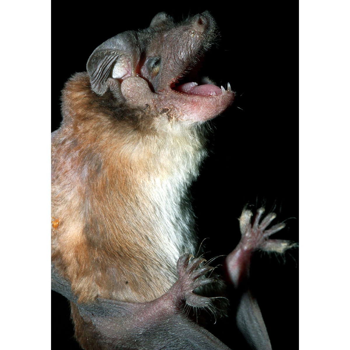 Southern Dog-Faced Bat (Cynomops planirostris) Фото №2