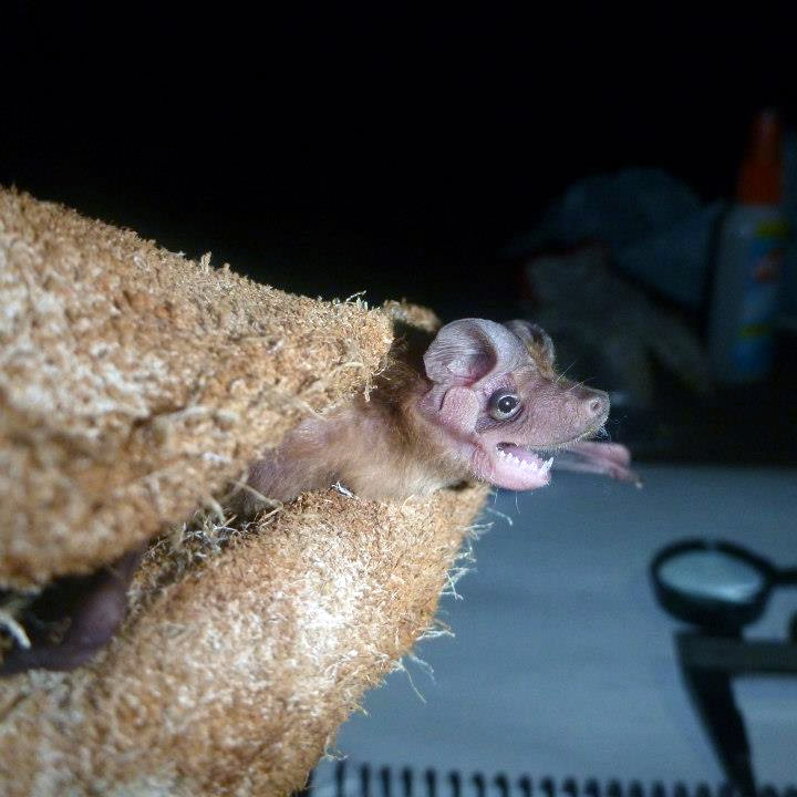 Southern Dog-Faced Bat (Cynomops planirostris) Фото №3