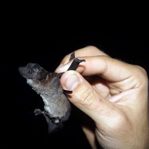Southern Dog-Faced Bat (Cynomops planirostris) Фото №5