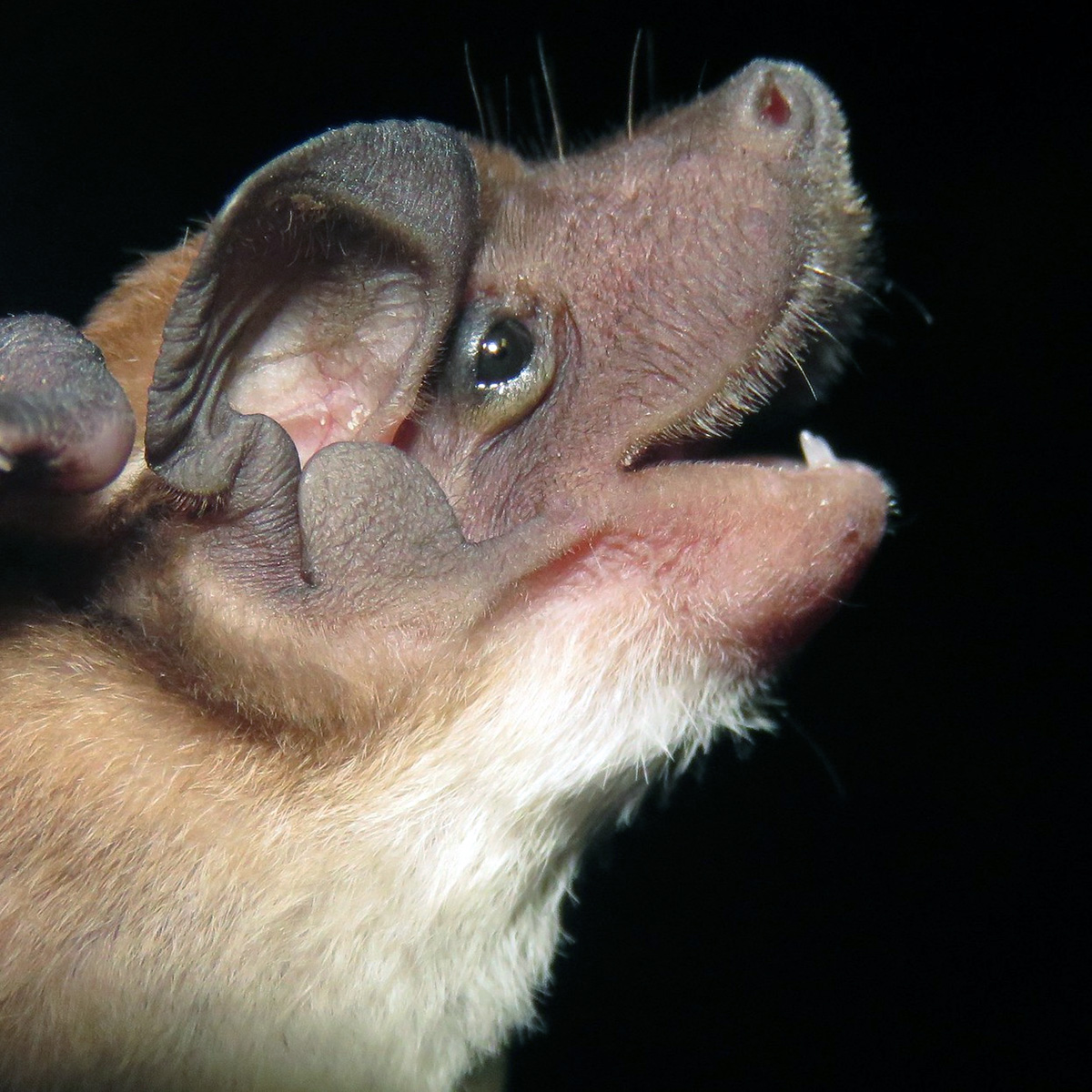 Southern Dog-Faced Bat (Cynomops planirostris) Фото №7