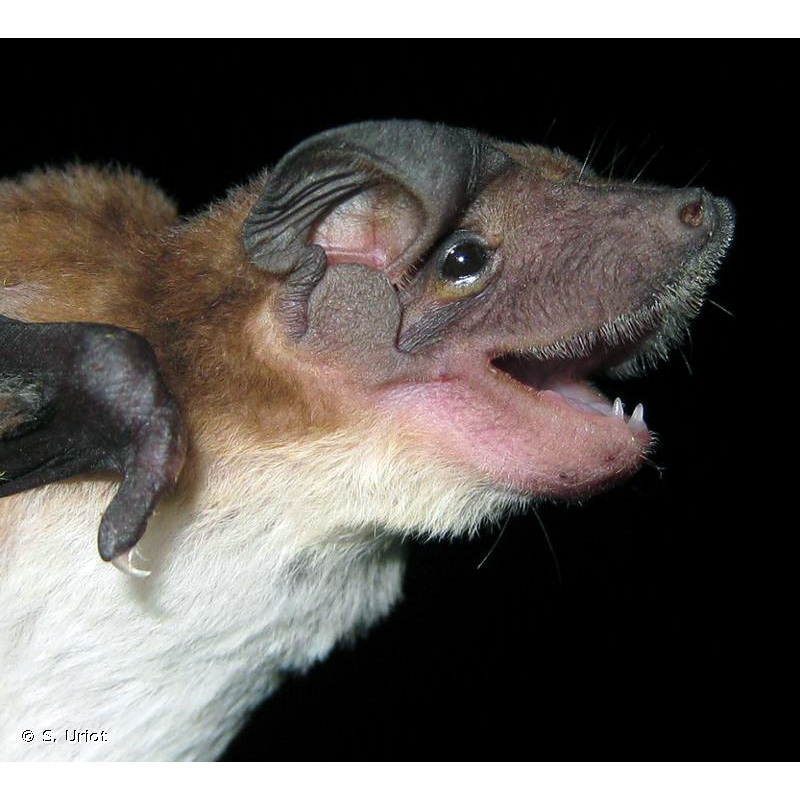 Southern Dog-Faced Bat (Cynomops planirostris) Фото №8