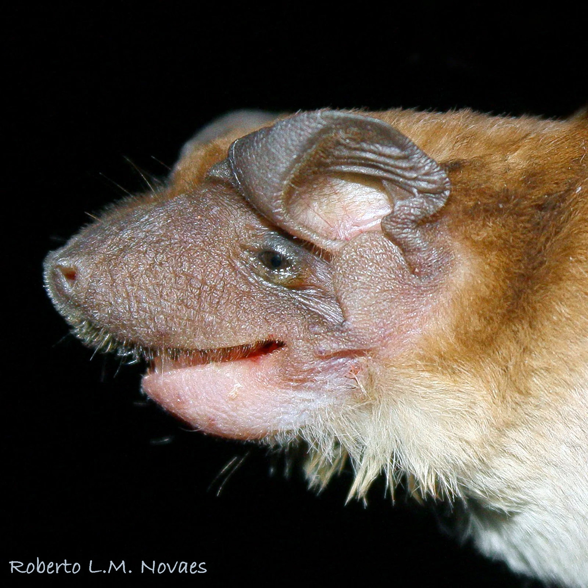 Southern Dog-Faced Bat (Cynomops planirostris) Фото №9