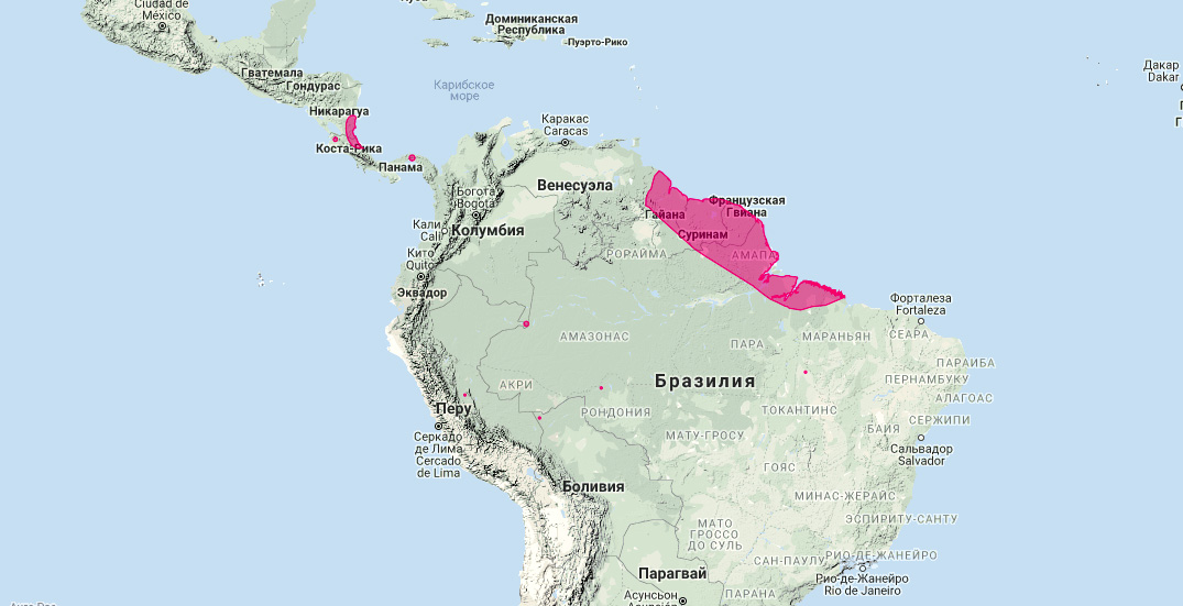 Короткоухий мешкокрыл (Cyttarops alecto) Ареал обитания на карте