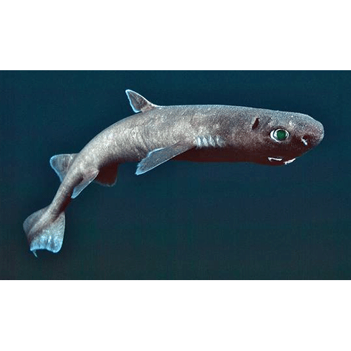 Семейство Далатиевые акулы / Пряморотые акулы фото