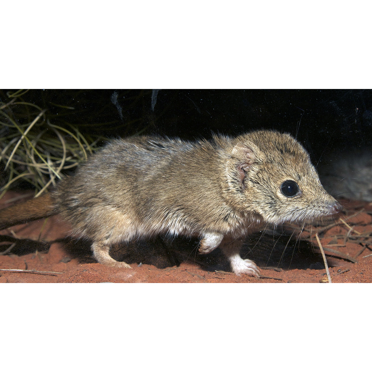 Гребнехвостая сумчатая мышь (Dasycercus cristicauda) Фото №9