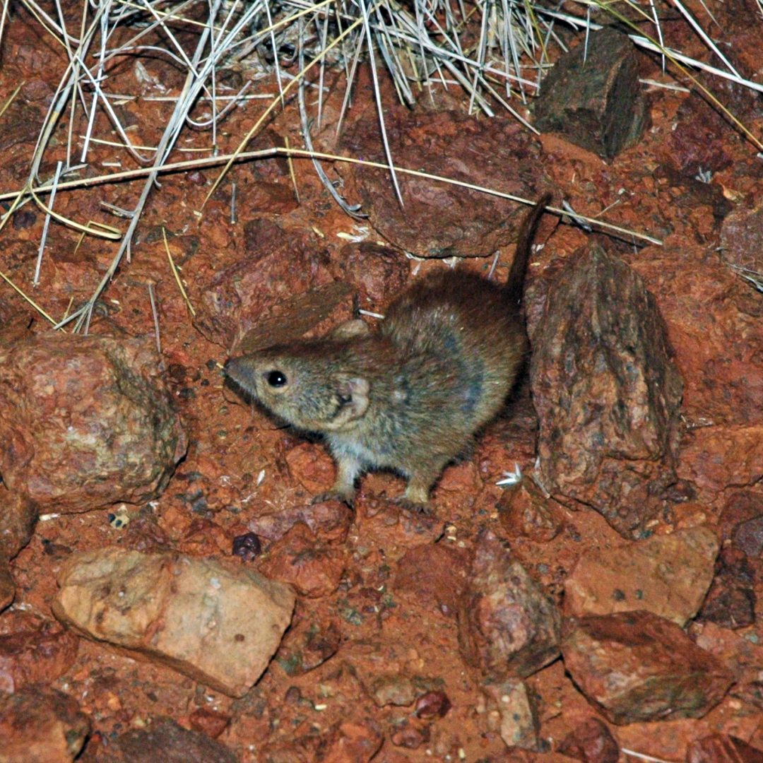 Западноавстралийская сумчатая мышь (Dasykaluta rosamondae) Фото №5