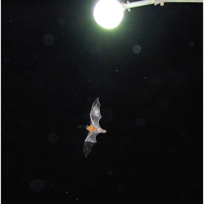 Кубинский желтый волосатохвост (Dasypterus insularis) Фото №2