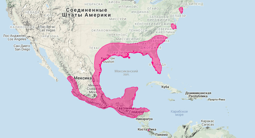 Северный желтый волосатохвост (Dasypterus intermedius) Ареал обитания на карте