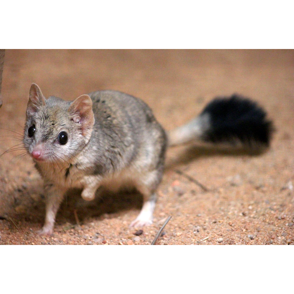 Двугребнехвостая сумчатая мышь (Dasyuroides byrnei) Фото №2