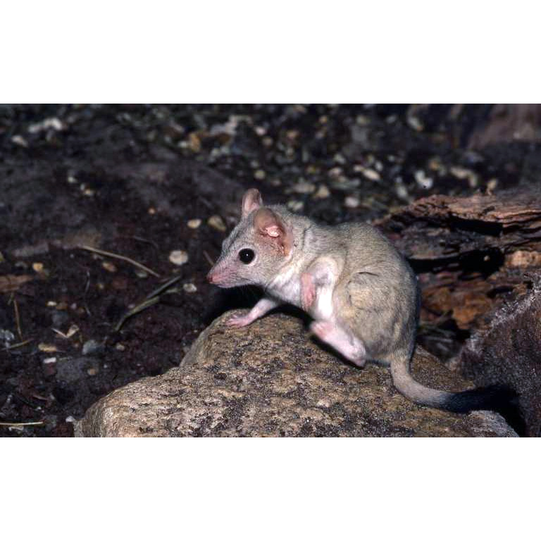 Двугребнехвостая сумчатая мышь (Dasyuroides byrnei) Фото №4